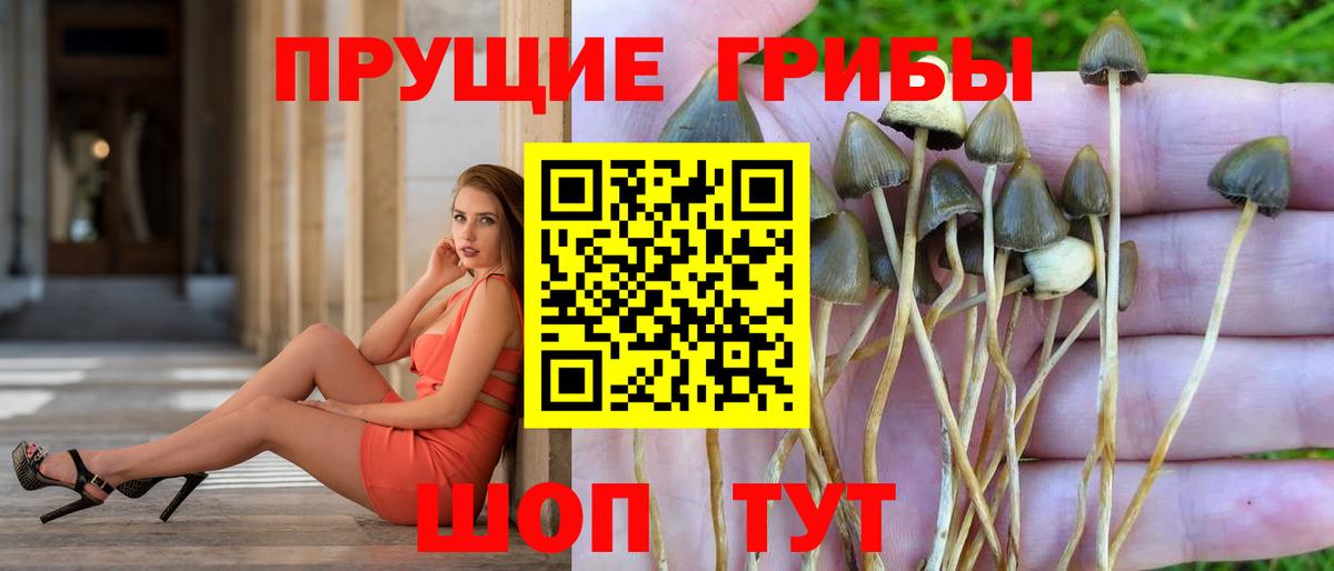 Псилоцибиновые грибы GOLDEN TEACHER Медногорск